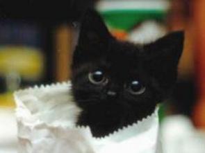 kitten-in-bag.jpg