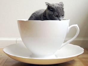 kitten-in-cup.jpg