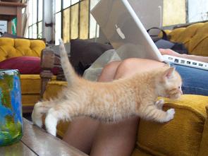 stretching-kitty.jpg