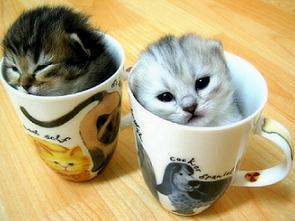teacup-kittens.jpg