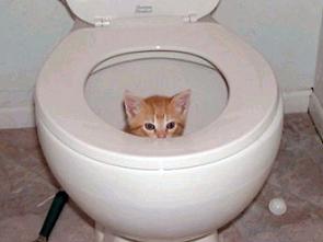 toilet-kitten.jpg